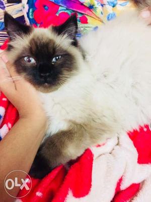 It’s double colour Persian cat,3months old,Male!
