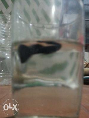Jet black Guppy Fish