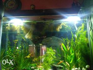 Live plant aquarium and importid fish and very