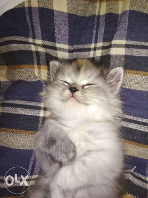 Long-coated White And Grey Kitten