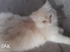 Long-fur White And Orange Cat