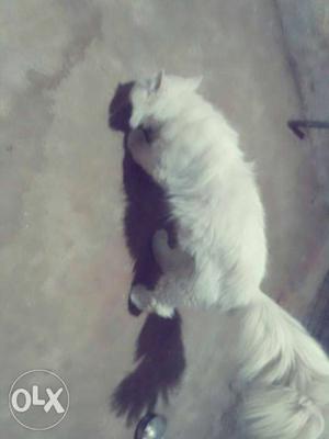 Long-fur White Arabic Persian Cat