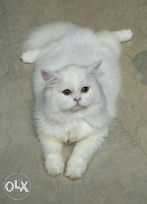 Long hair male Persian cat for sale