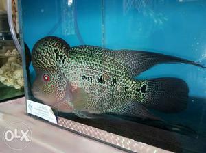 Magma flowerhorn fish for sale at very cheap size