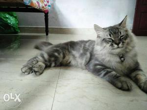 Male 5 month persian cat price slightly