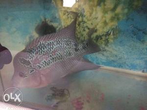 Male Flowerhorn fish