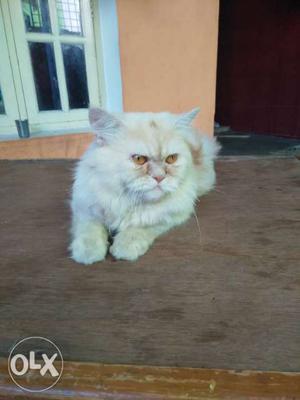 Male Persian cat,1.8years old..