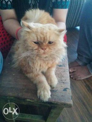 Male Persian cat for matting