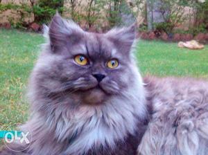 Male Siberian Cat 11 month old