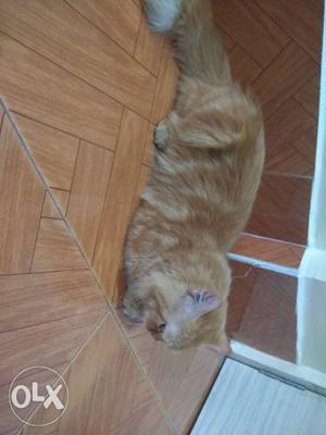 Male persian cat for mating urgent need