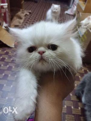 Male persian kitten 2 months