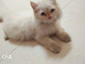 Male persian kitten 4months full trained