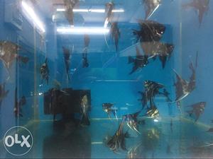 Marbel angel fish 2:5 inch plus for sale.