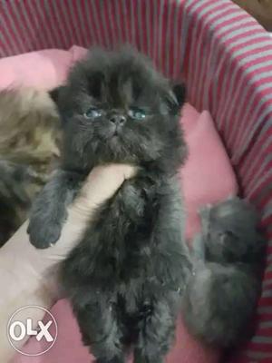 Medium Fur Gray And Black Kitten
