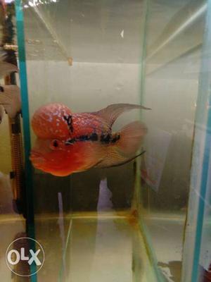 Mosterkok flowerhorn for sale