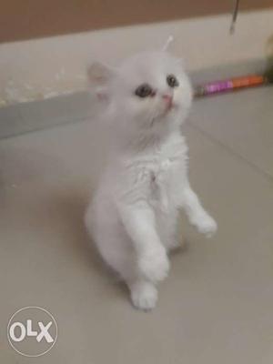 ORIGNAL PERSIAN CAT PUNCH FACE ONLY 1 AVA WITH