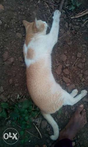 ORIJINAL kerala cat WHITE and brown colur GOOD