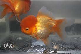 Oranda gold Fish
