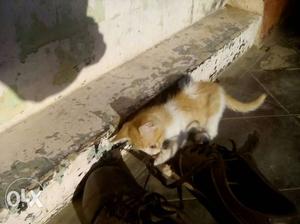 Orange And White Bicolor Kitten