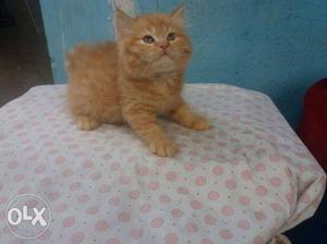 Orange Persian kitten available doll face