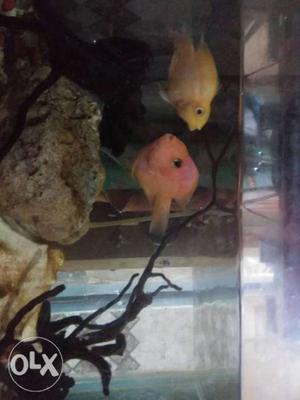 Orange and yellow fish-- very active and healthy