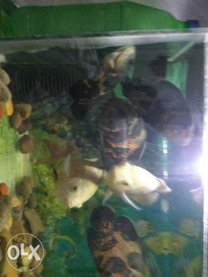 Oscar fish 4 black n 2 white