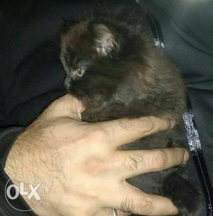 Pair mail or female 2 month pure persian