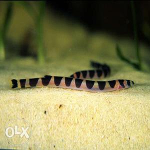 Pair of Kuhli loach for sale