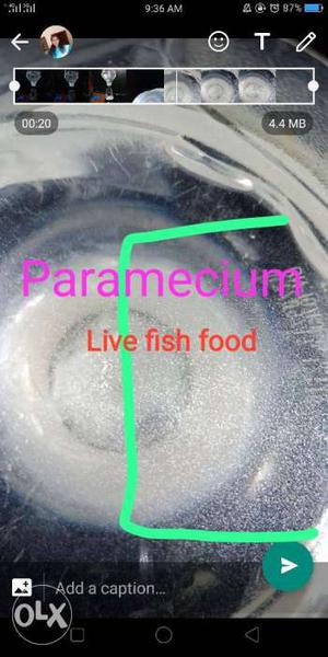 Paramecium Live Fish Food