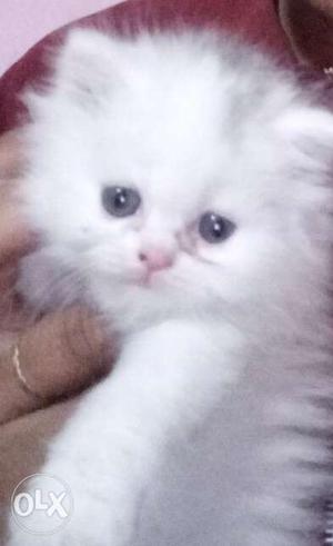 Perian kitten for sale... beautiful face and
