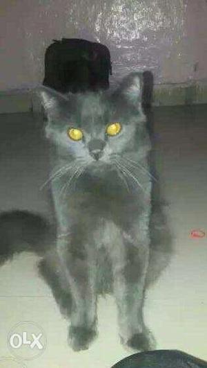 Perisan Male Cat For Sale 6 Months Old