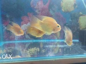 Perrot fish very active and nice colour only 850