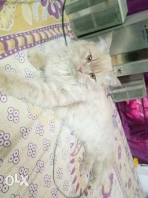 Persian Cat (breeder) 1 Year Old