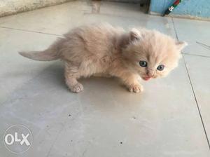 Persian Cat brown pitch color male age - 40days