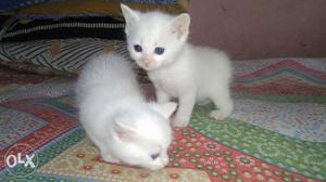 Persian Cat (white kittens)