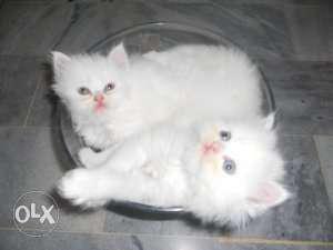 Persian Kitten Pure White Golden Cream Colours Available
