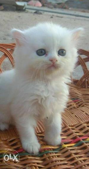 Persian cat 50 dayz old urgent sale..fullactive