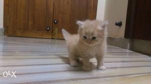 Persian cat GREY,WHITE(blue eyes),BROWN.