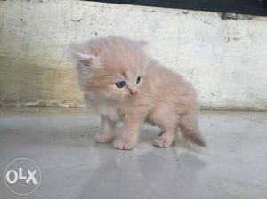 Persian cat age-40days color-brown pitch contact-