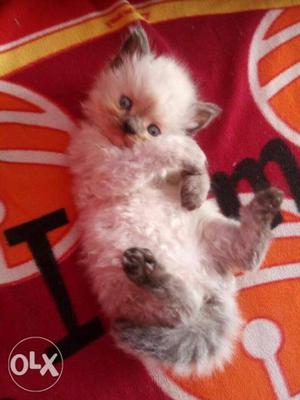 Persian cat male 1month old