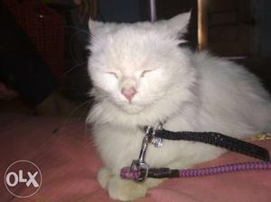 Persian cat with doll face long fur which is