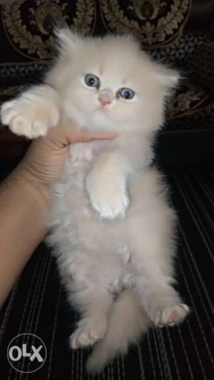 Persian cat with triple coated Punch face