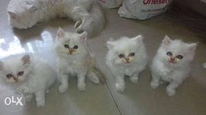 Persian flat face cats gor sale each in 9k