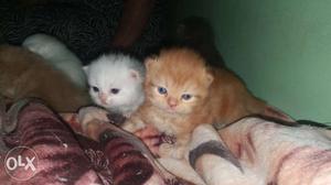 Persian kitten avaliable for sale date of birth