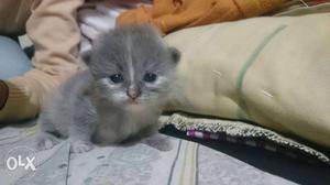 Persian kitten triple coat grey