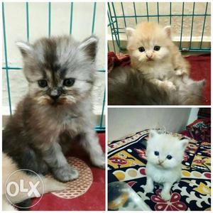 Persian kittens...45 days old...male n