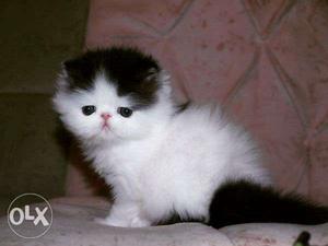 Persian lovely kittens in lovely clrs