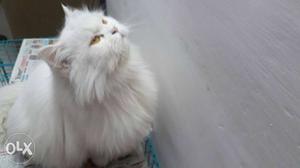 Persian male available awesome fuur quality.