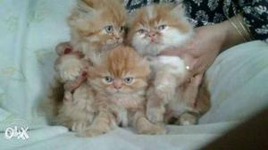 Persian single kitten 