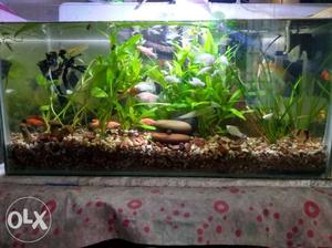 Planted tank, fishes, sand substrate, wooden